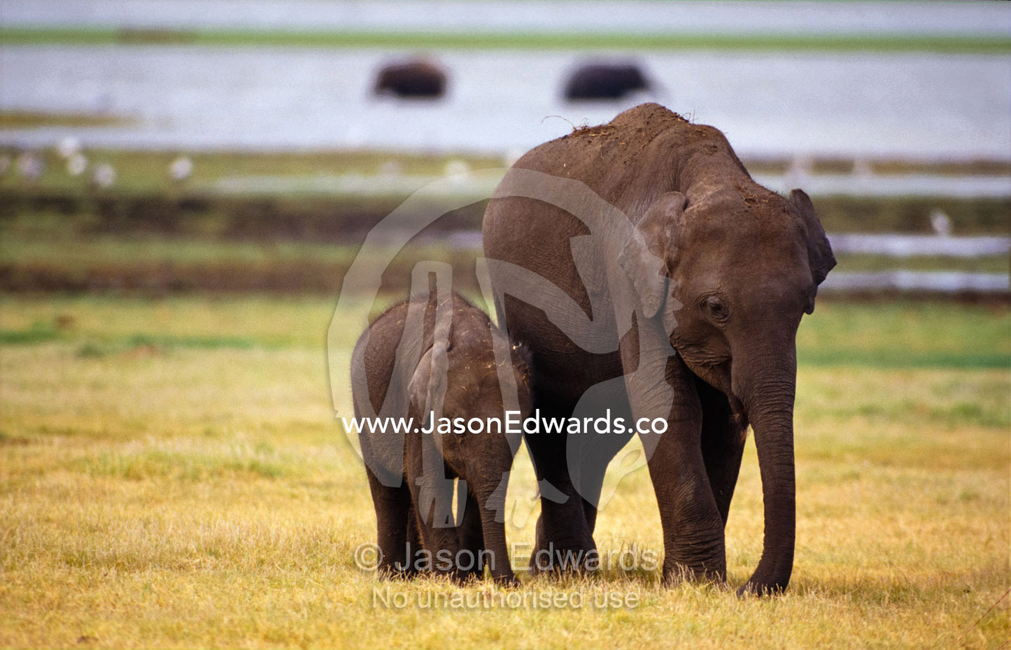 A tiny Asian Elephant calf  and it's mother graze on dry grasses. Minneriya National Park, Sri Lanka.