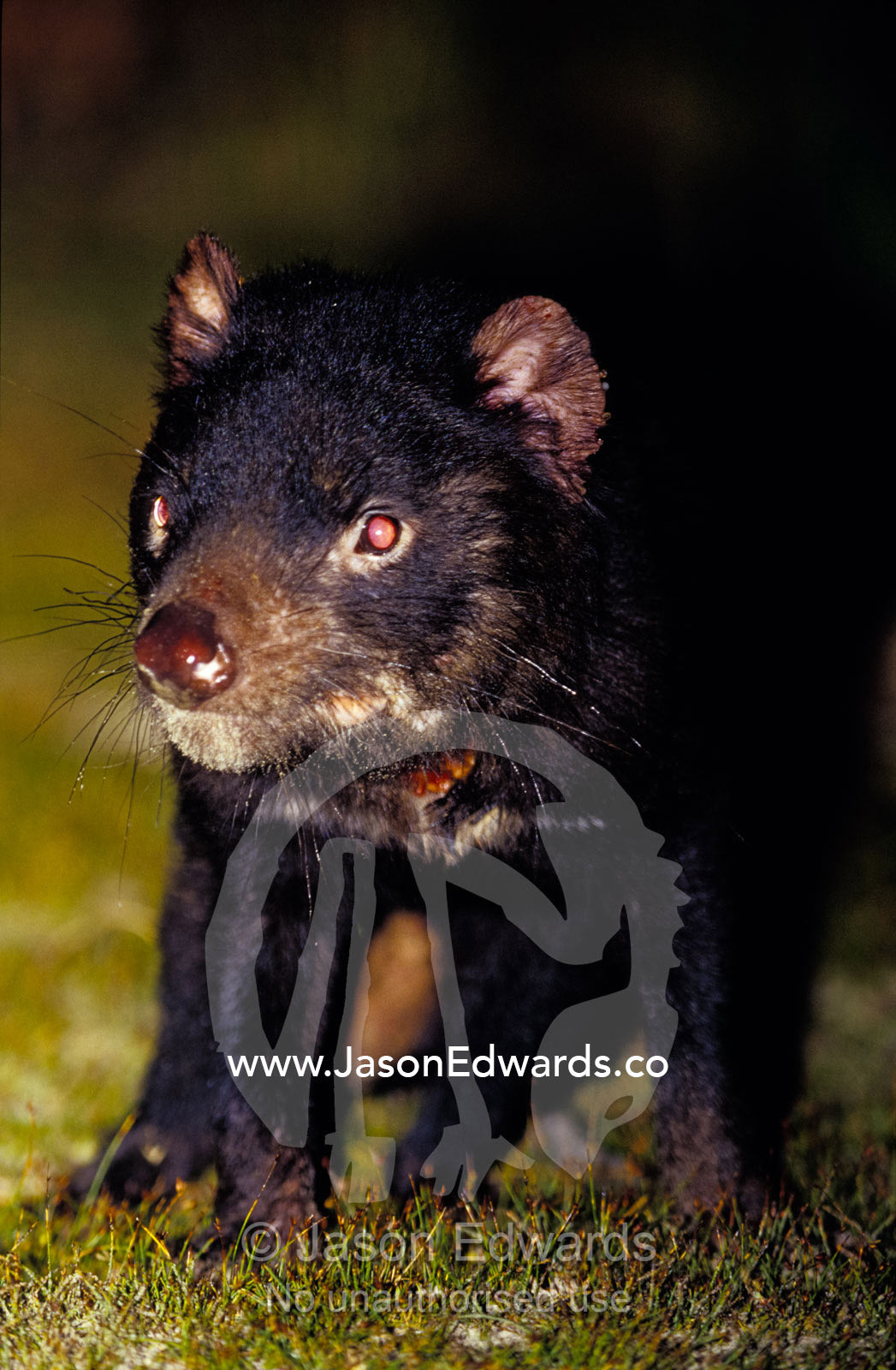 An alert Tasmanian Devil foraging at night amongst coastal grasses. South West Conservation Area, Tasmania, Australia.