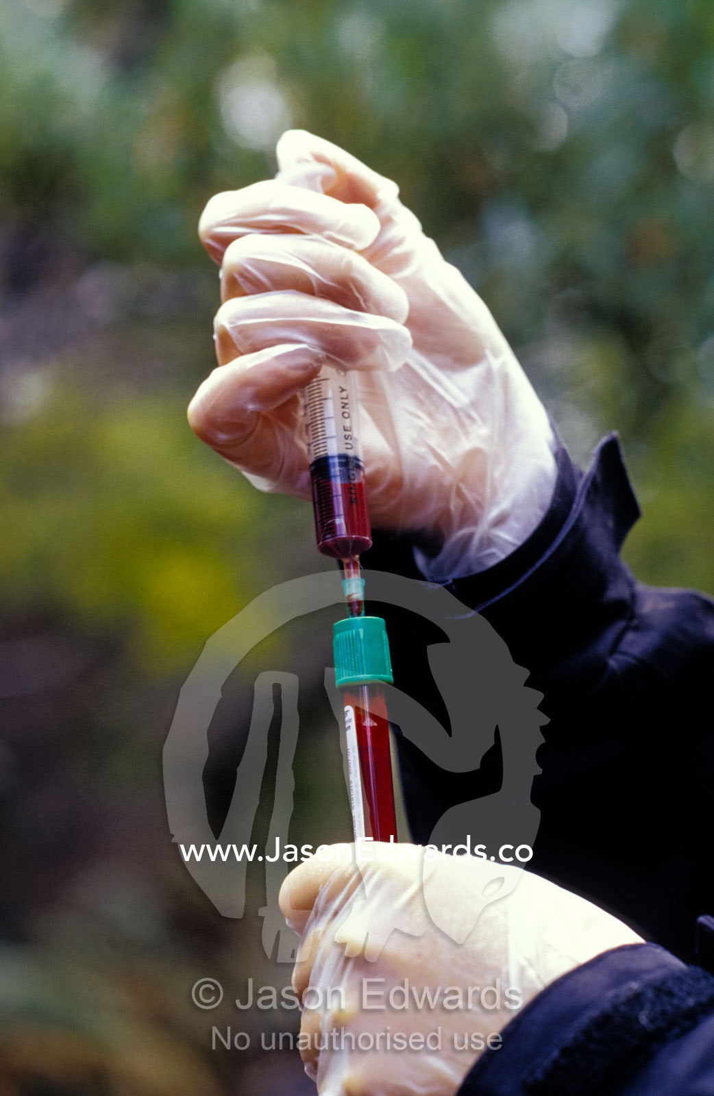 Placing Tasmanian Devil blood in a vial for research examination. South West Conservation Area, Tasmania, Australia.