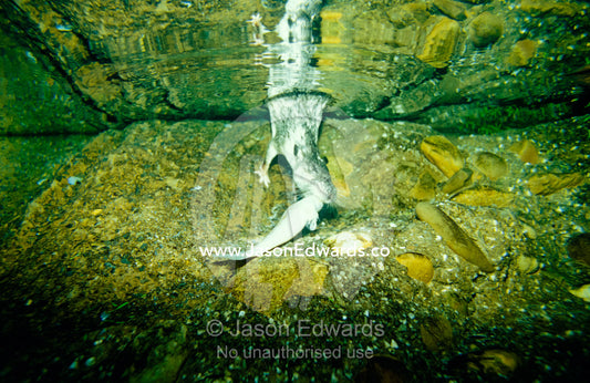A Native Water Rat captures a fish underwater to feast on. Healesville Sanctuary, Victoria, Australia.
