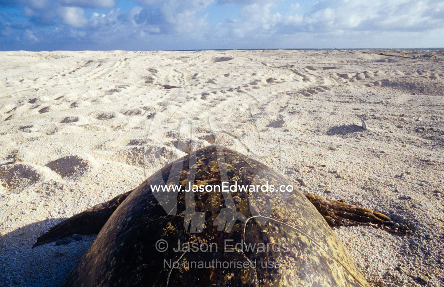 A dead endangered Green Sea Turtle on a barren sand nesting island. Magdelaine Cay, Coral Sea Islands Territory, Australia.