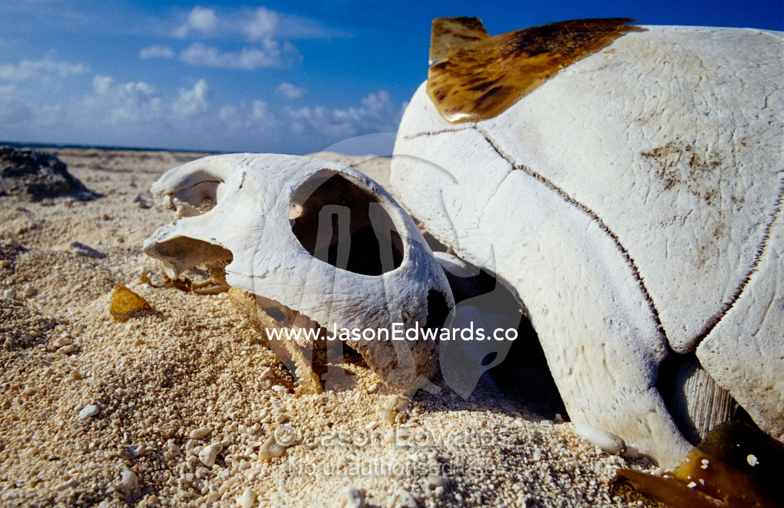 Endangered Green Sea Turtle skull and shell on a nesting island. Magdelaine Cay, Coral Sea Islands Territory, Australia.