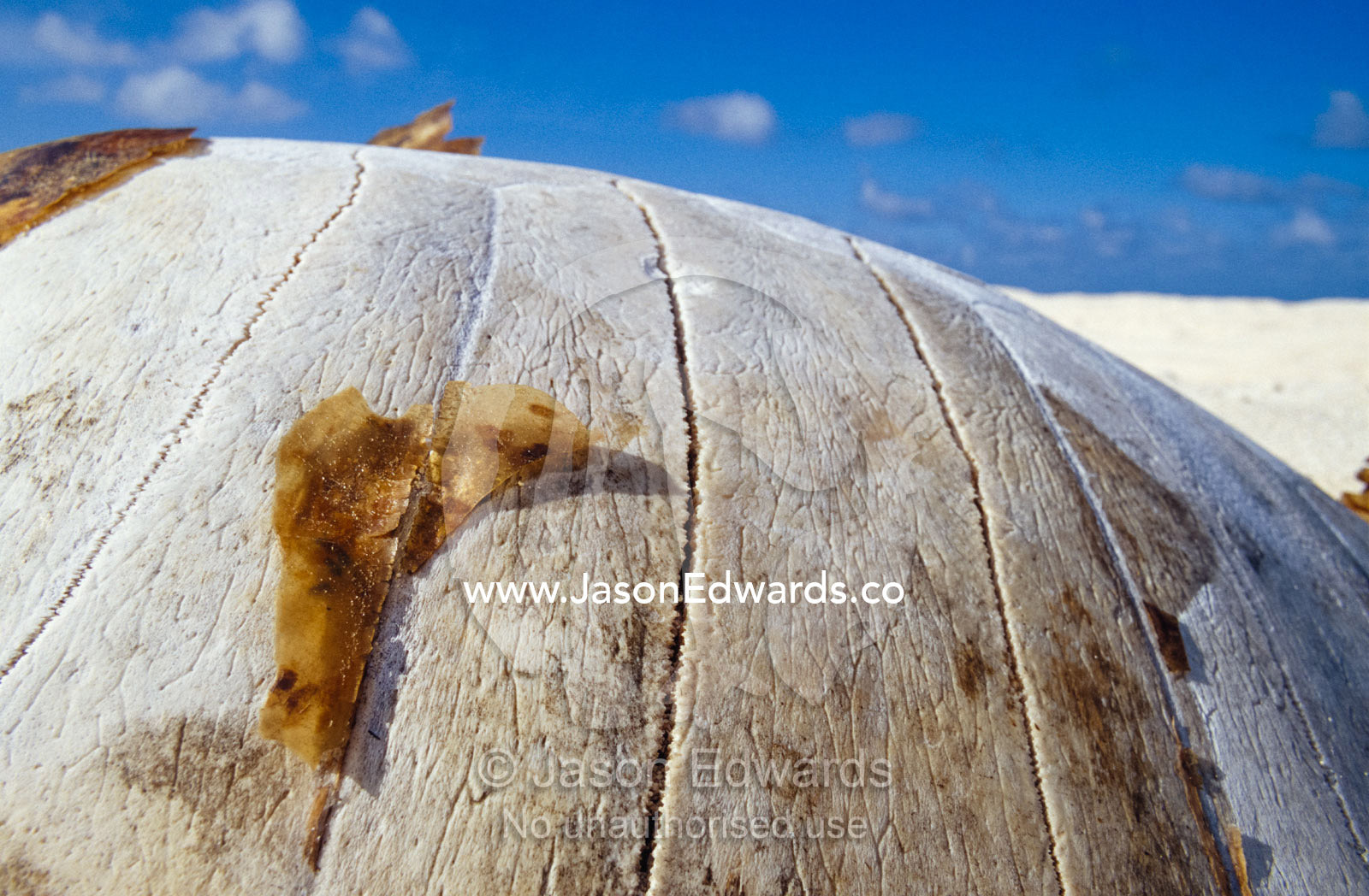An endangered Green Sea Turtle shell on a barren nesting island. Magdelaine Cay, Coral Sea Islands Territory, Australia