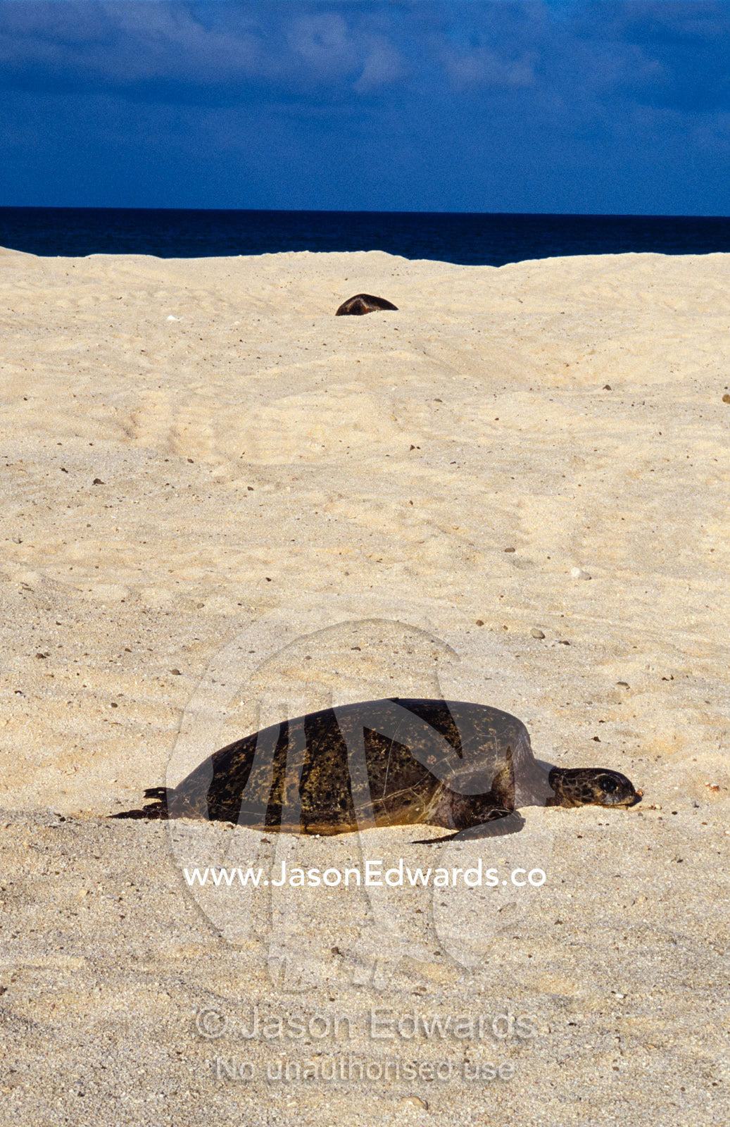 A dead endangered Green Sea Turtle on a barren sand nesting island. Magdelaine Cay, Coral Sea Islands Territory, Australia.