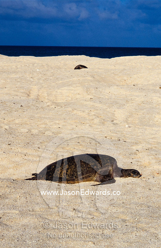A dead endangered Green Sea Turtle on a barren sand nesting island. Magdelaine Cay, Coral Sea Islands Territory, Australia.