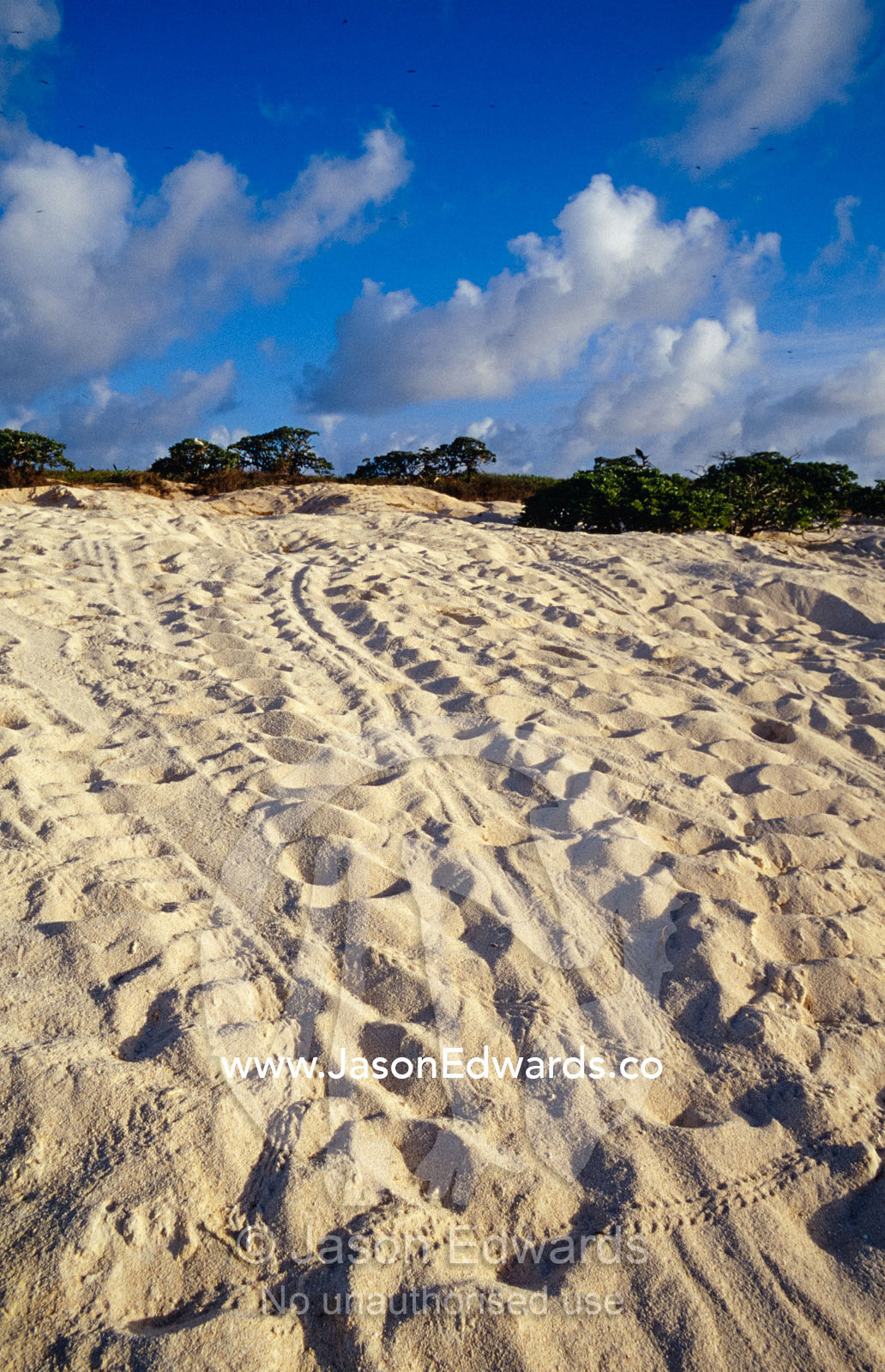 Endangered Sea Turtle tracks march up a beach to a nesting site. East Diamond Island, Coral Sea Islands Territory, Australia.
