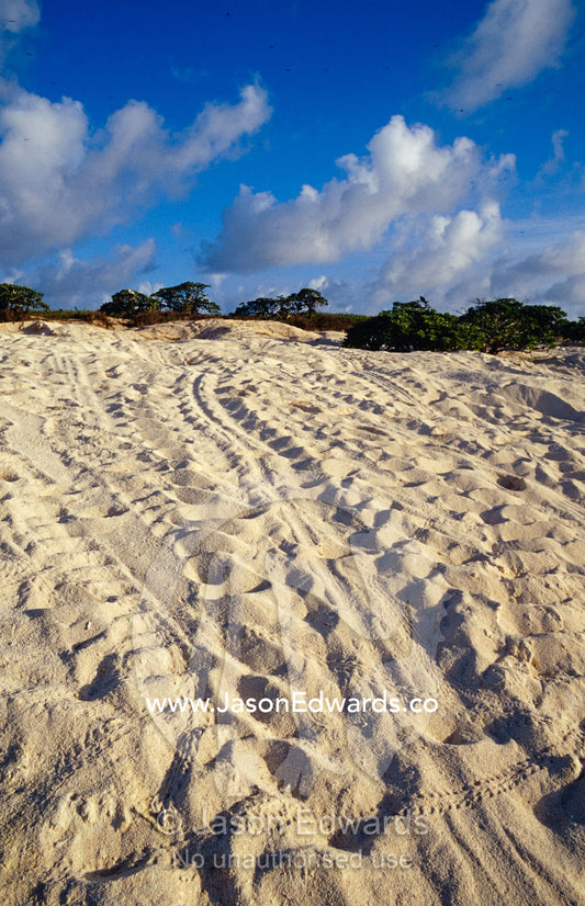 Endangered Sea Turtle tracks march up a beach to a nesting site. East Diamond Island, Coral Sea Islands Territory, Australia.