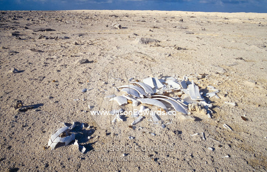 An endangered Green Sea Turtle skull and skeleton on a nesting island. Magdelaine Cay, Coral Sea Islands Territory, Australia.