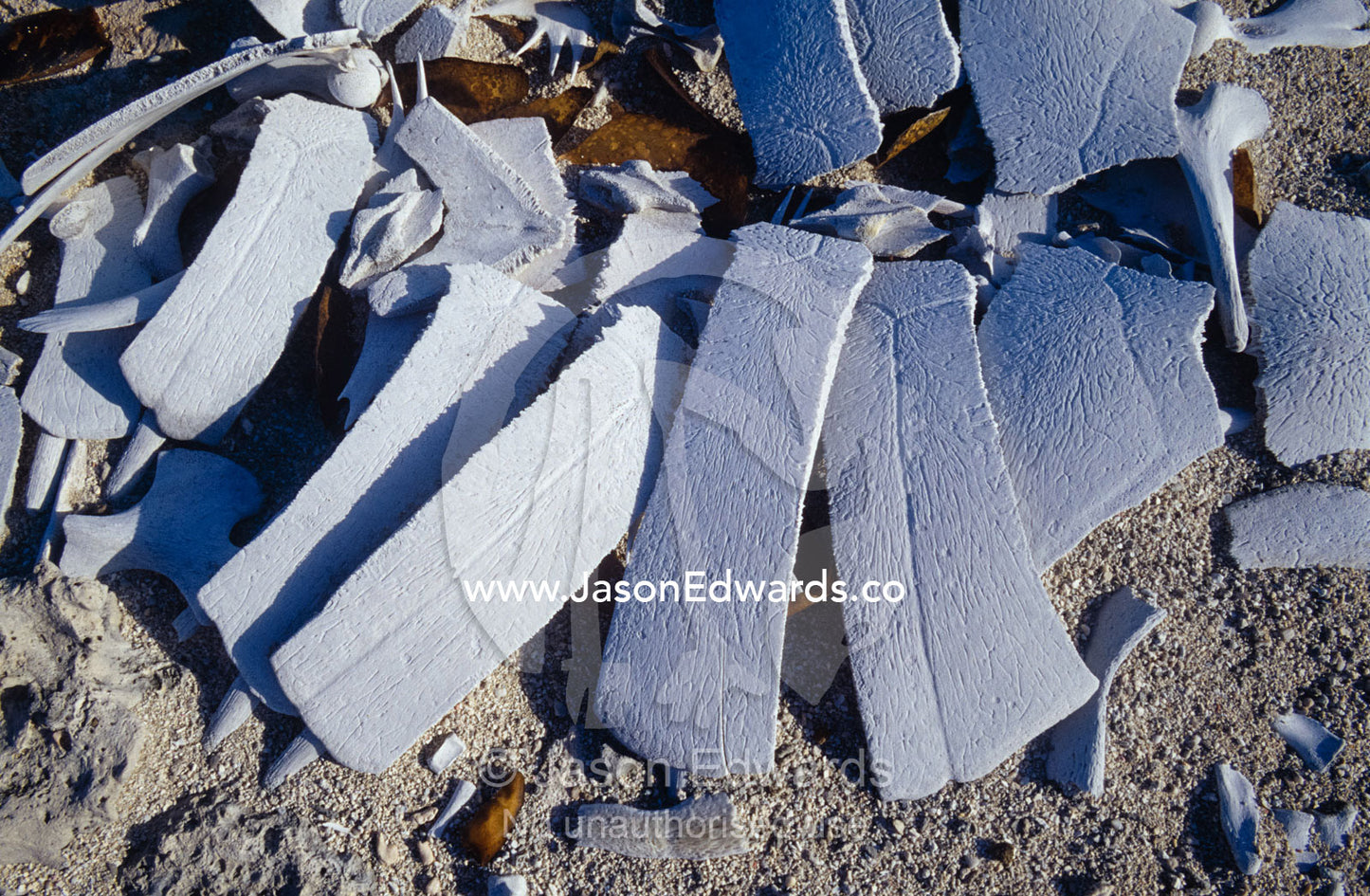 An endangered Green Sea Turtle shell and skeleton on a nesting island. Magdelaine Cay, Coral Sea Islands Territory, Australia.