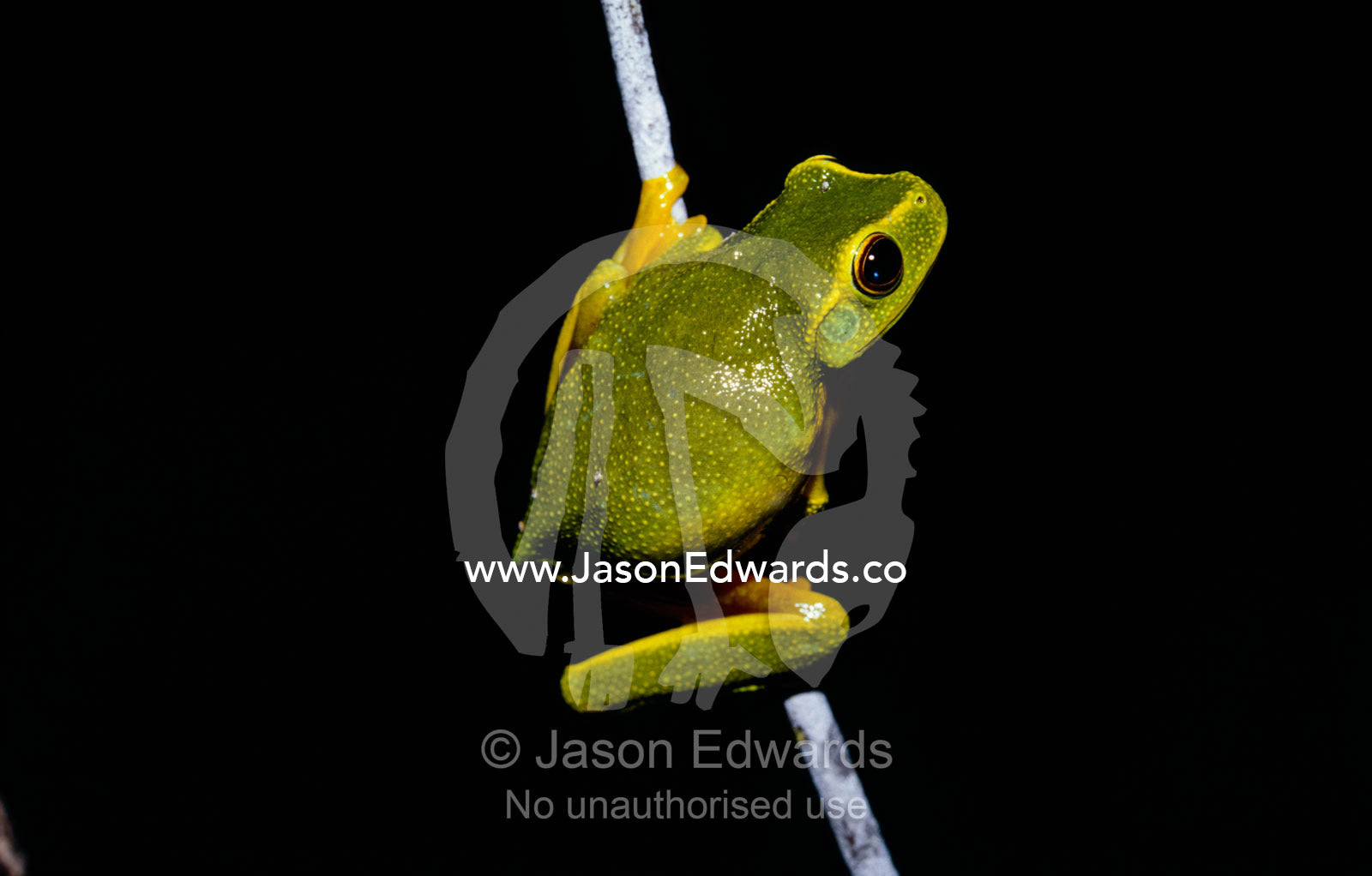 A Dainty Green Tree-frog climbing a thin twig at night. Big Mitchell Creek, Queensland, Australia.