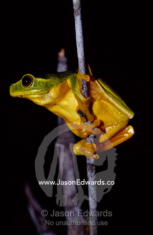 A Dainty Green Tree-frog climbing a thin twig at night. Big Mitchell Creek, Queensland, Australia