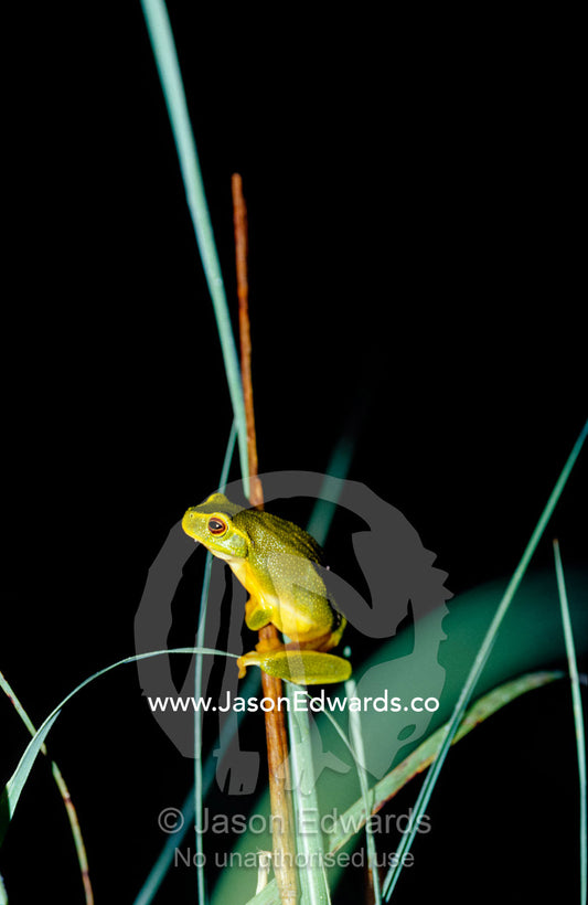 A Dainty Green Tree-frog climbing on wetland reeds at night. Big Mitchell Creek, Queensland, Australia.