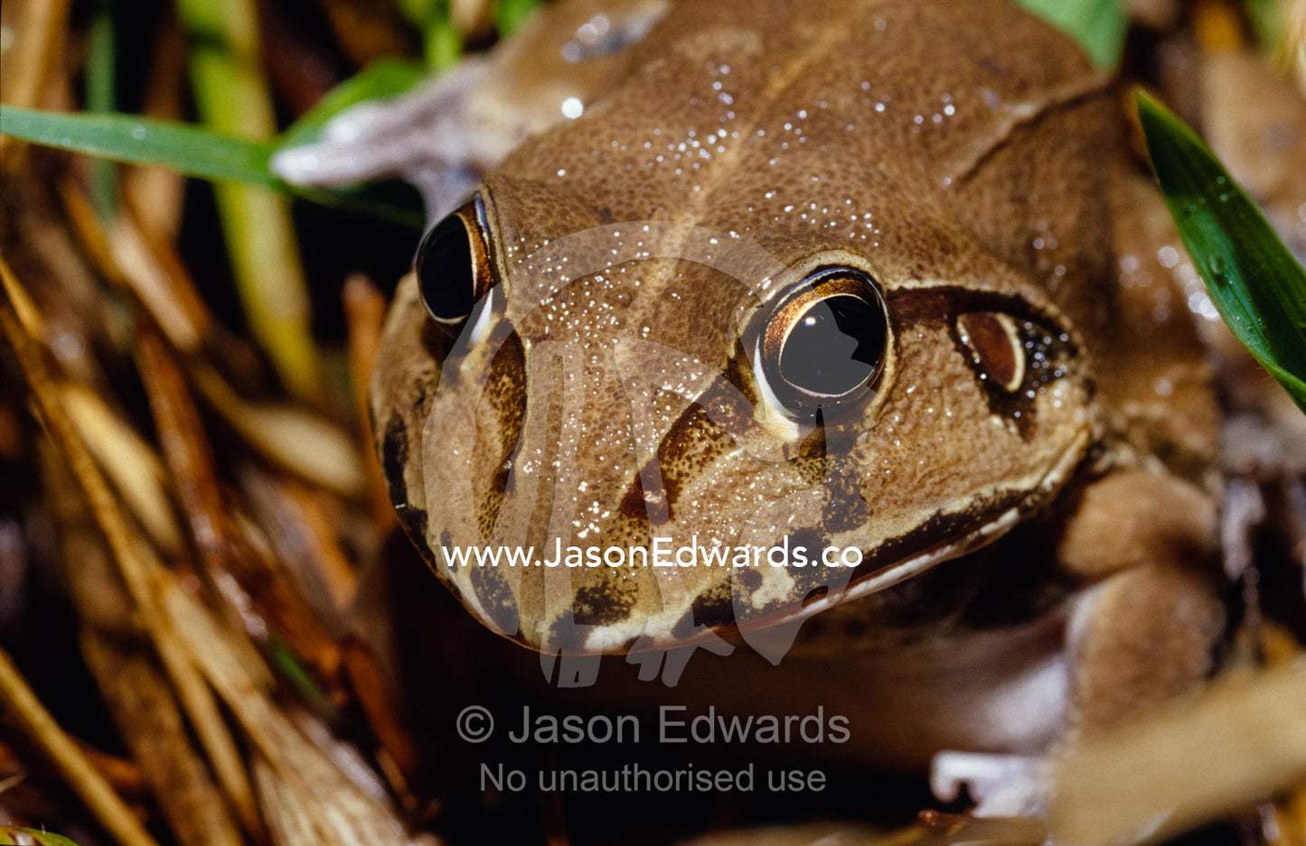 A portrait of an Eastern Snapping-Frog, Cycloram Novaehollandiae. Big Mitchell Creek, Queensland, Australia