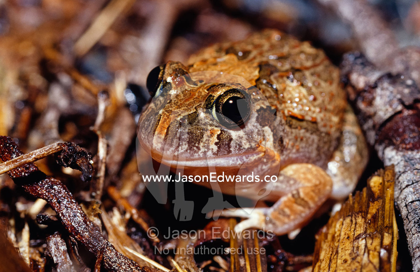 A well camouflaged Ornate Burrowing Frog, Lymnodynastes Ornartus. Big Mitchell Creek, Queensland, Australia.