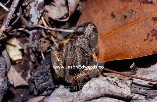 A Tableland Toadlet, Uperoleia Altissma, hiding in leaf litter. Big Mitchell Creek, Queensland, Australia.