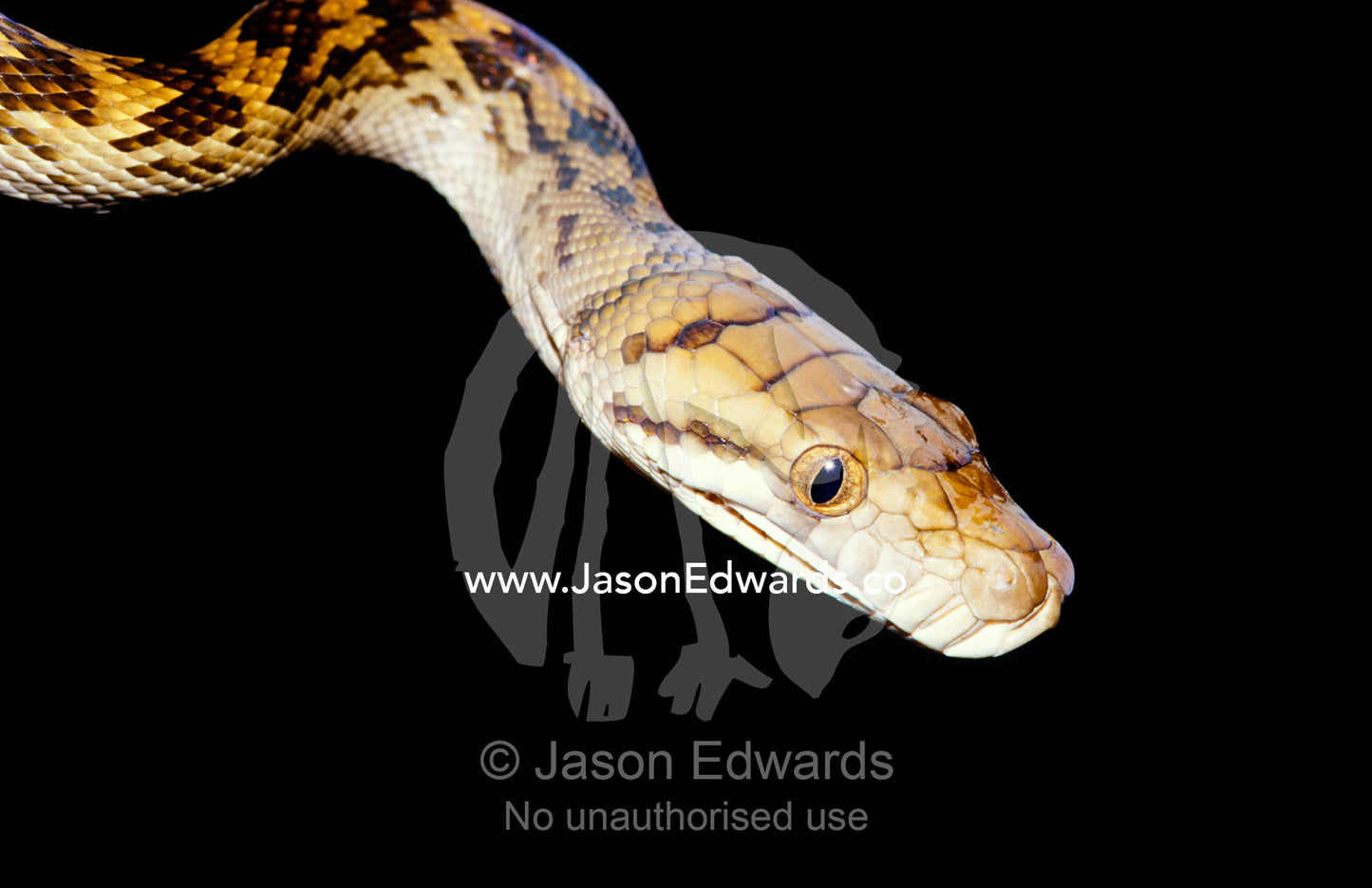 Closeup of an Amethystine Python, also called a Scrub Python. Big Mitchell Creek, Queensland, Australia.