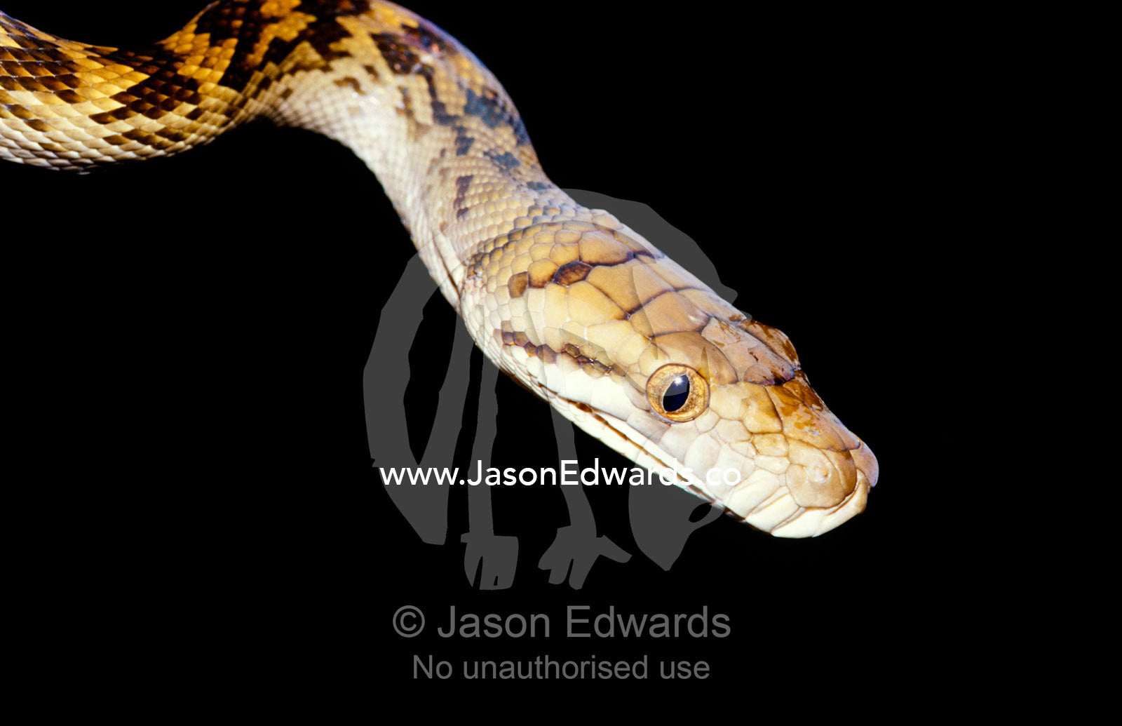Closeup of an Amethystine Python, also called a Scrub Python. Big Mitchell Creek, Queensland, Australia.
