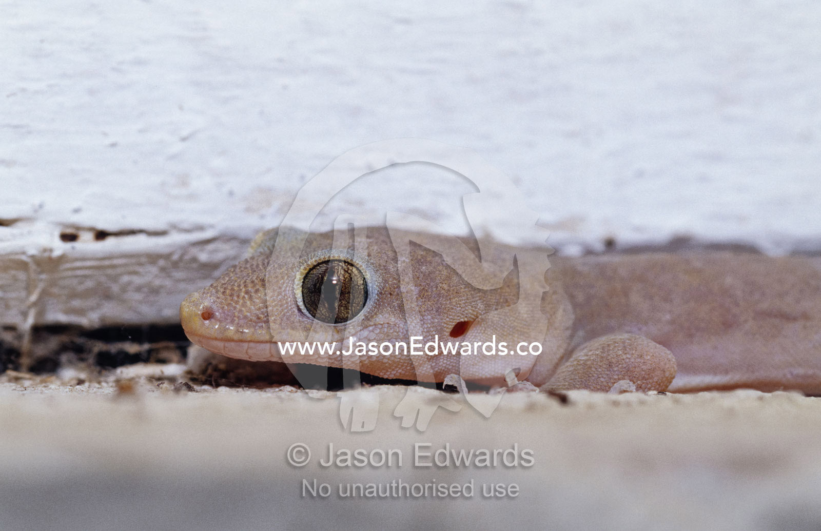 An Asian House Gecko, Hemidactylus frenatus, on a window sill. Big Mitchell Creek, Queensland, Australia.
