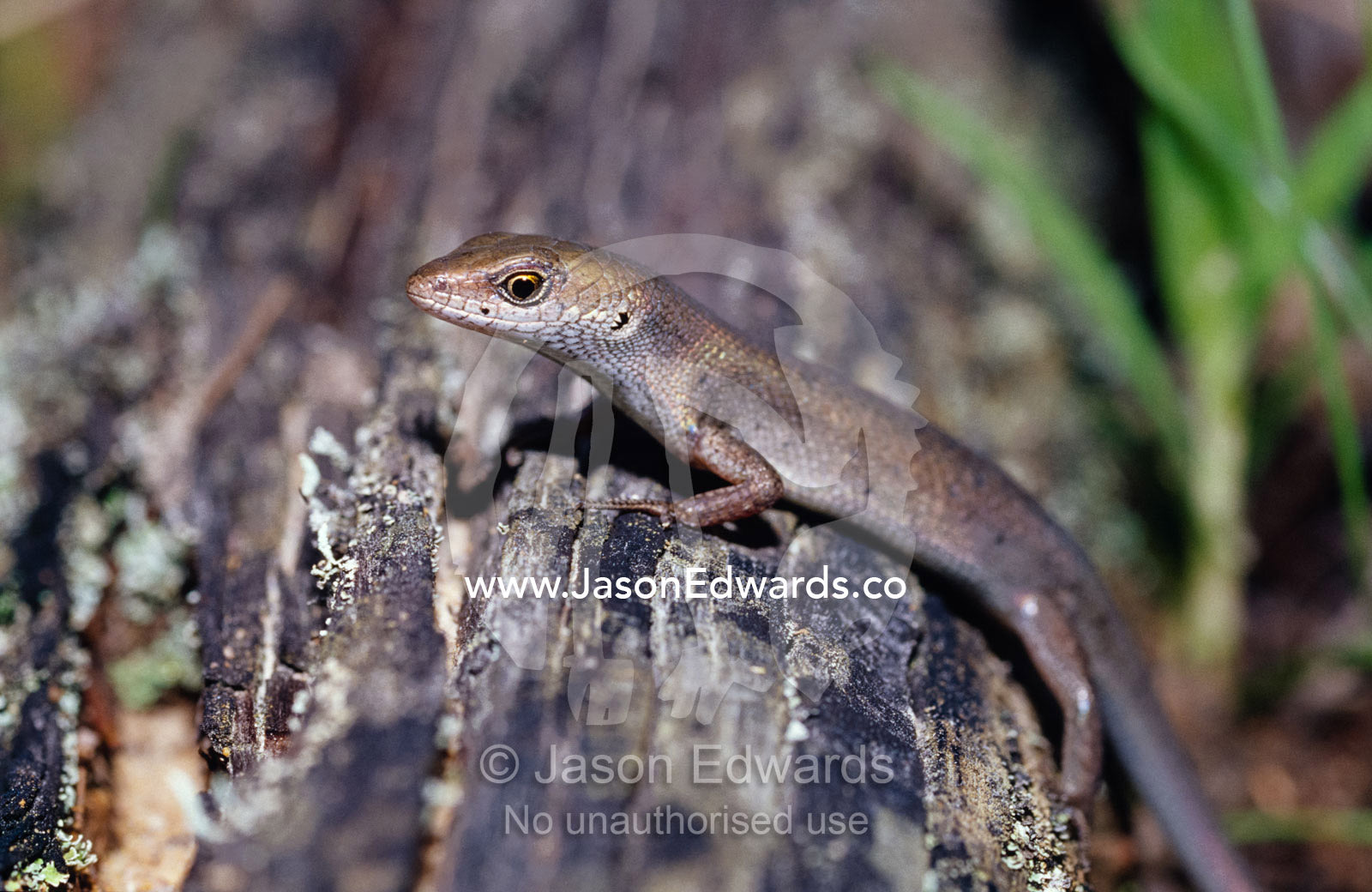 Brown Bicarinate Rainbow-skink, Carlia storri hunting on a fallen log. Big Mitchell Creek, Queensland, Australia.
