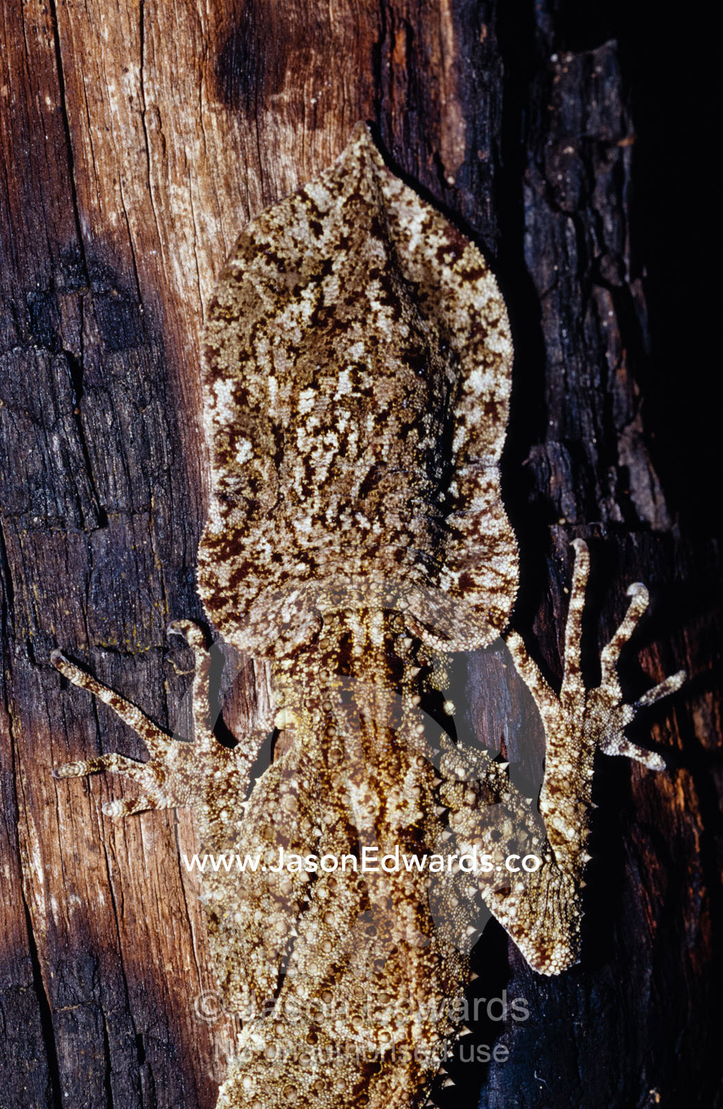 The tail of a Large Leaf-tailed Gecko, Saltuarius swaini, on a tree. Healesville Sanctuary, Victoria, Australia.