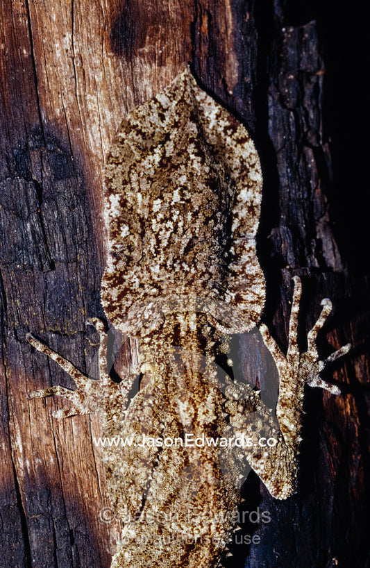 The tail of a Large Leaf-tailed Gecko, Saltuarius swaini, on a tree. Healesville Sanctuary, Victoria, Australia.
