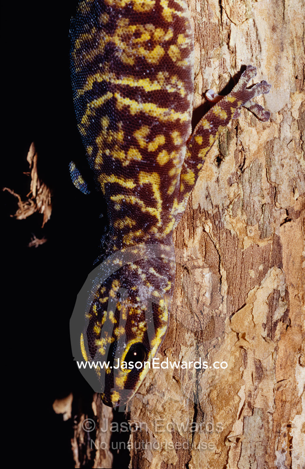 The satin scales of the Marbled Velvet Gecko, Oedura marmorata. Healesville Sanctuary, Victoria, Australia.