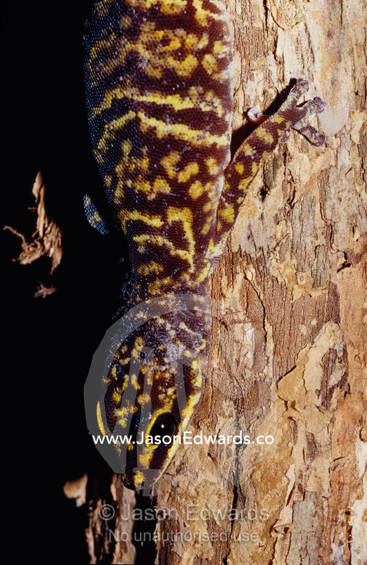 The satin scales of the Marbled Velvet Gecko, Oedura marmorata. Healesville Sanctuary, Victoria, Australia.
