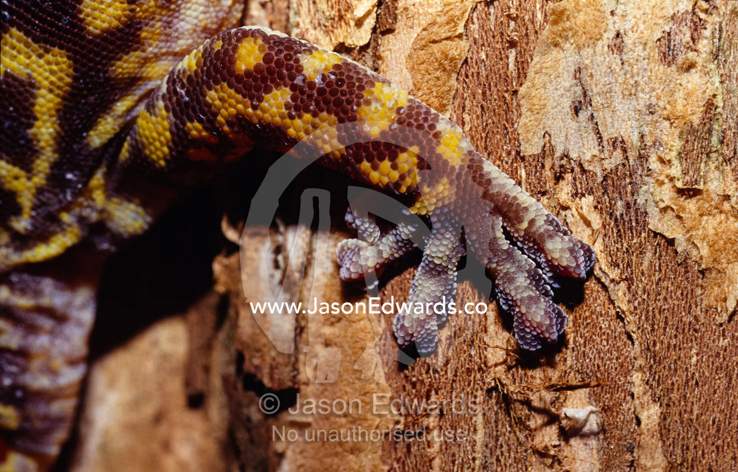 Delicately scaled toes of the Marbled Velvet Gecko, Oedura marmorata. Healesville Sanctuary, Victoria, Australia.