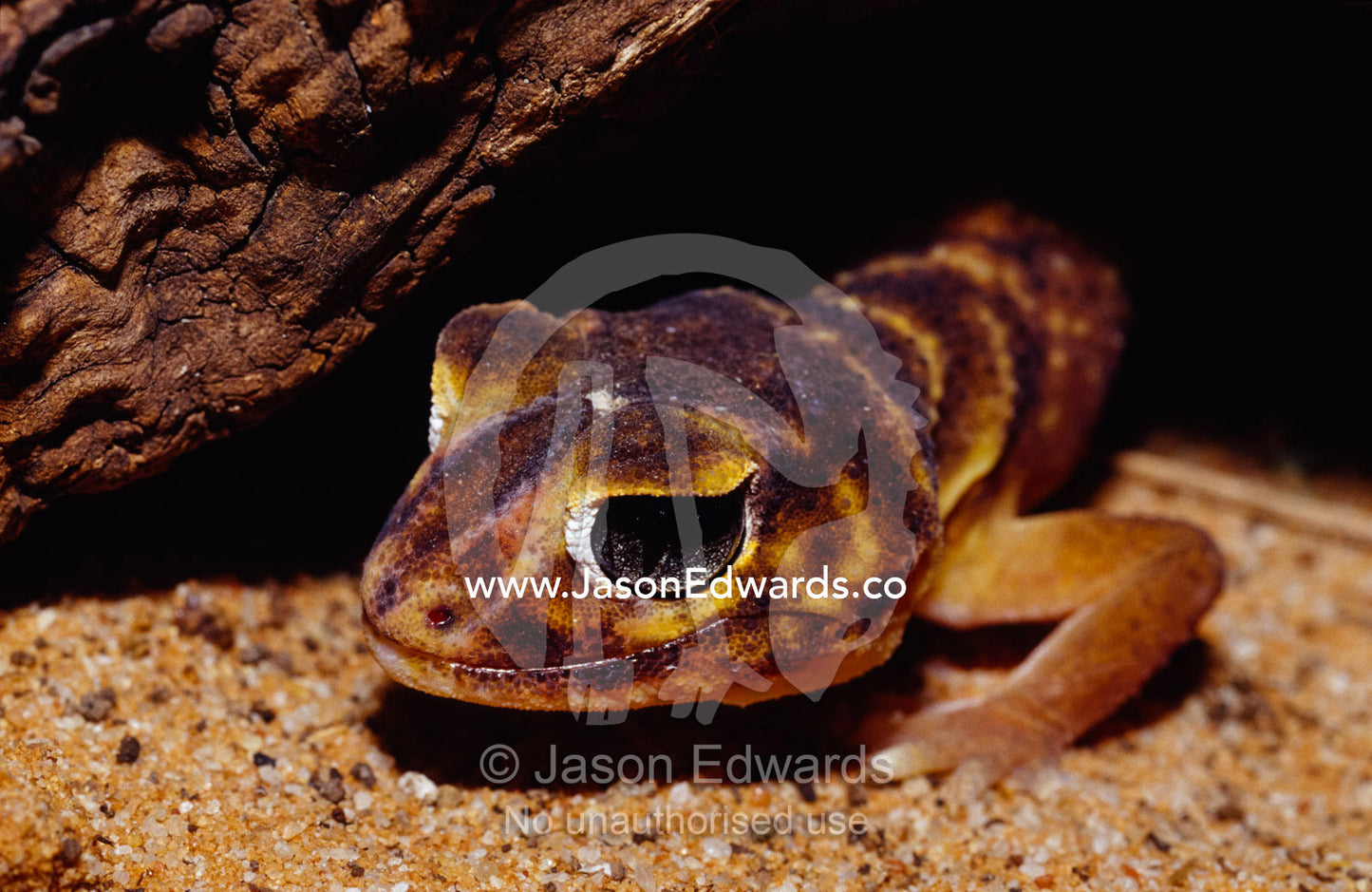 A Knob-tailed Gecko Nephrurus levis, hunting in a hollow log. Healesville Sanctuary, Victoria, Australia.