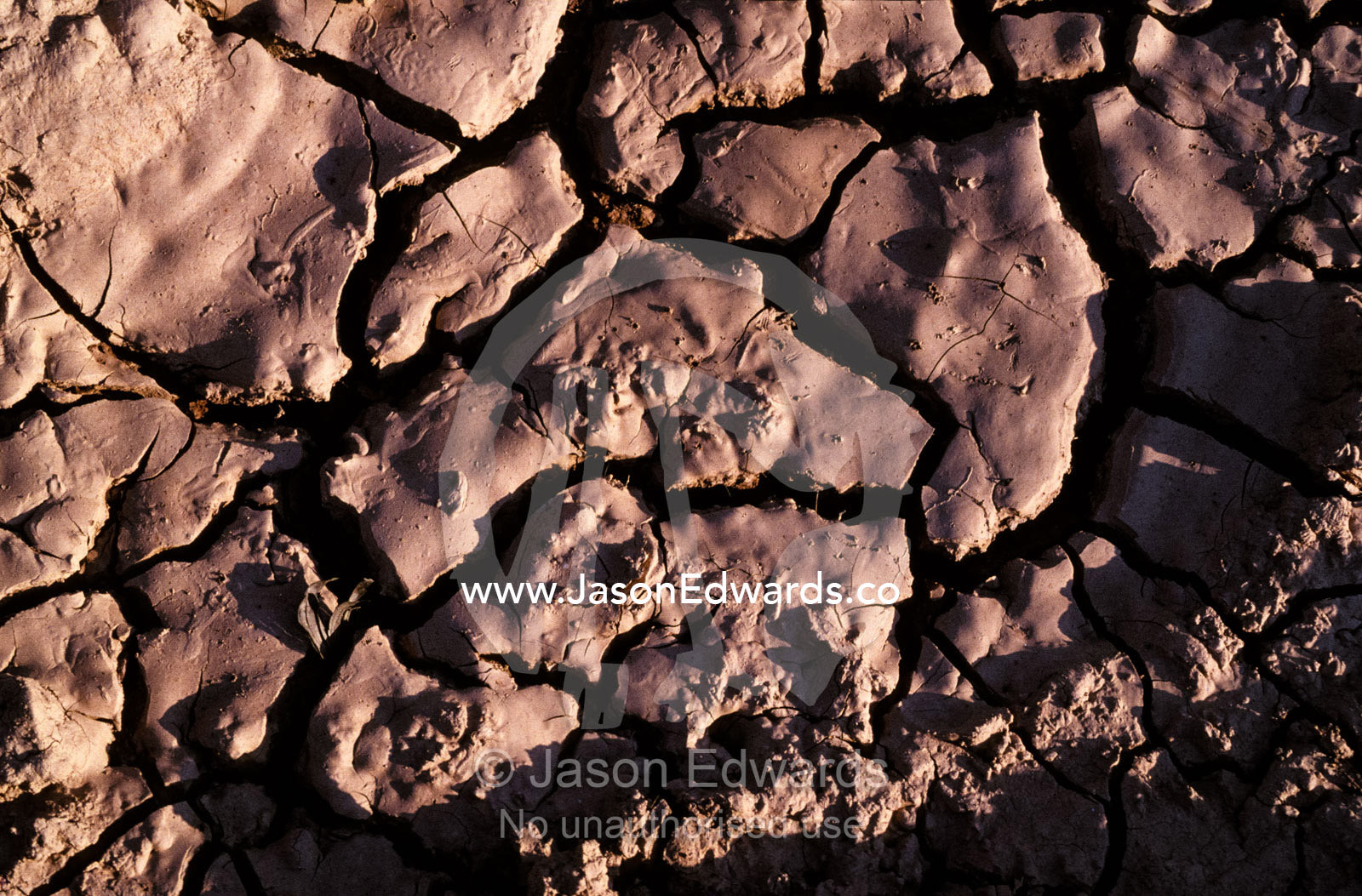 At the height of the dry season wetland evaporate exposing cracked mud Pantanal National Park, Brazil.