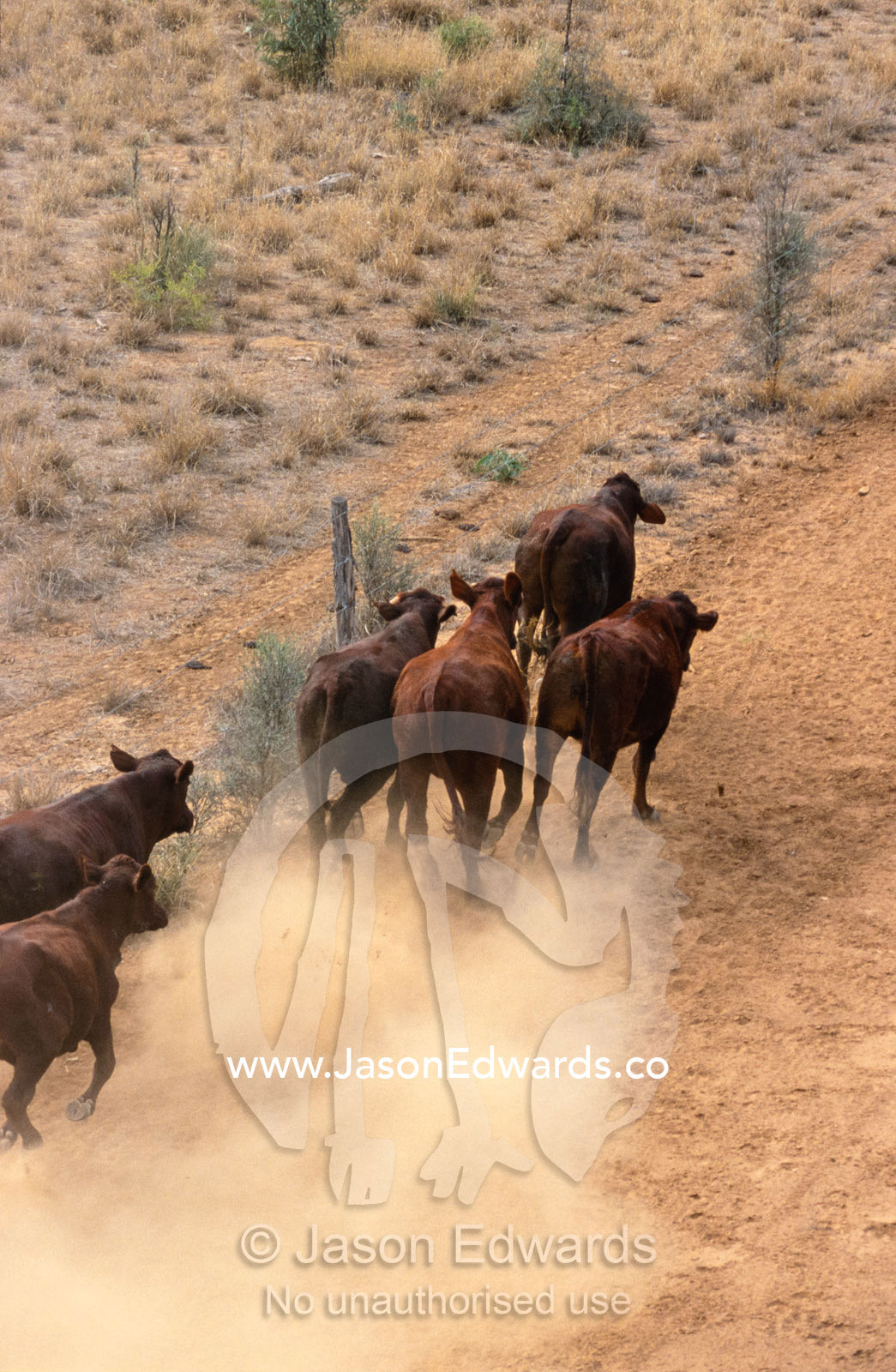 Santa Gertrudis cattle herded by helicopter along a fence line. Epping Forest Station, Queensland, Australia.