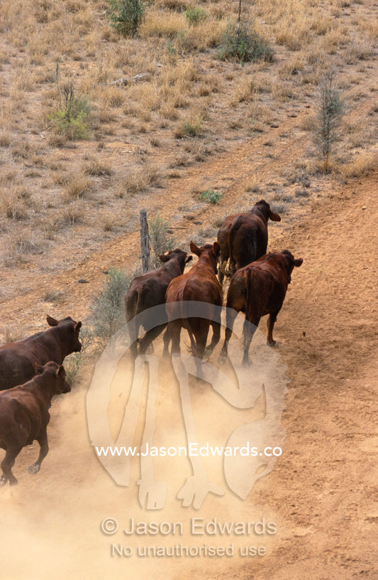 Santa Gertrudis cattle herded by helicopter along a fence line. Epping Forest Station, Queensland, Australia.