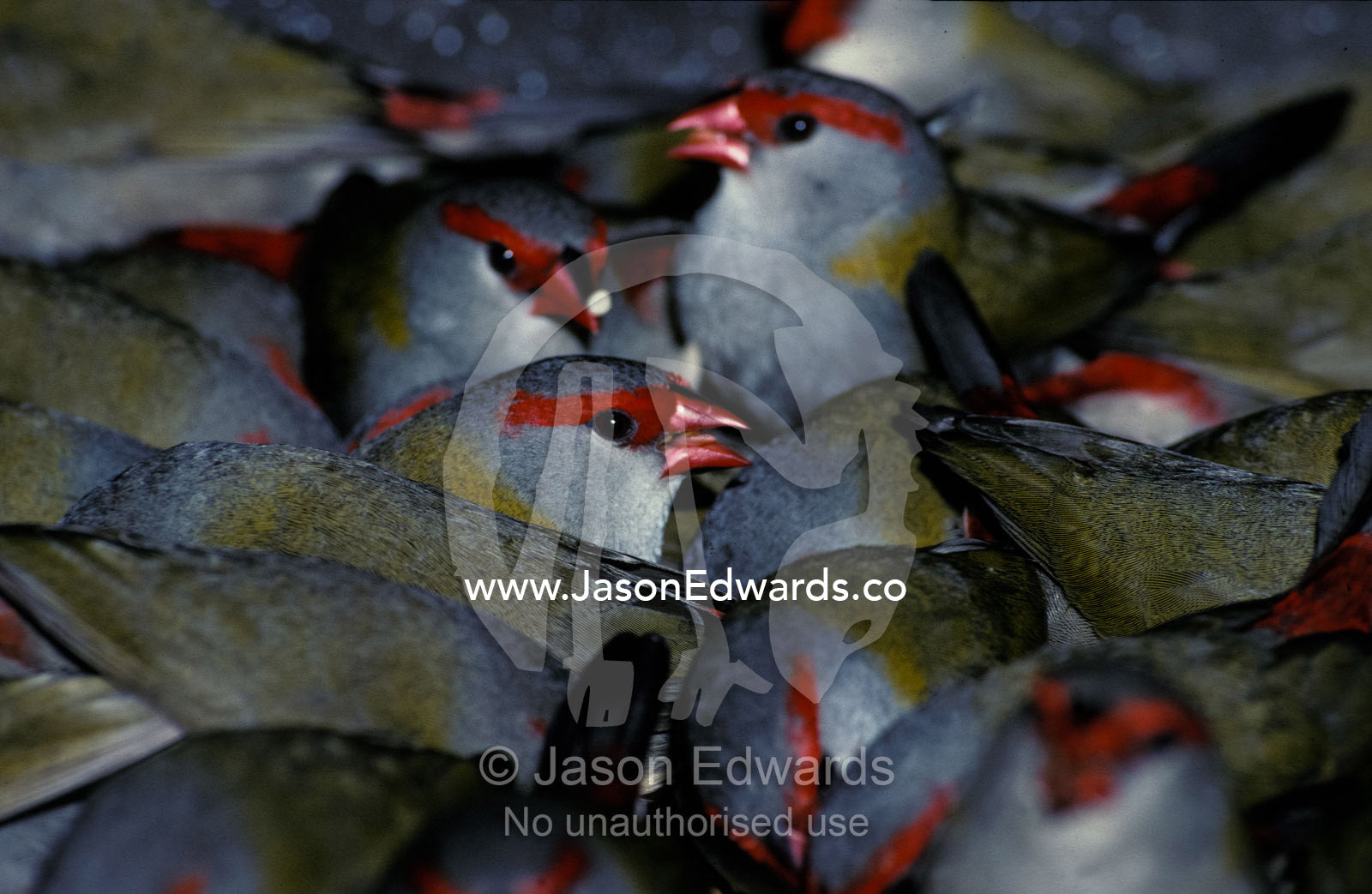 A large flock of Red-Browed Finches feeding on fallen seeds. Healesville, Victoria Australia.