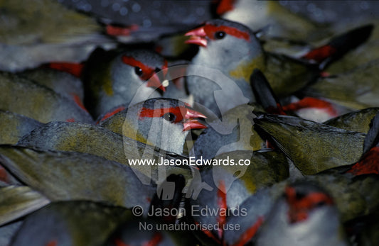 A large flock of Red-Browed Finches feeding on fallen seeds. Healesville, Victoria Australia.