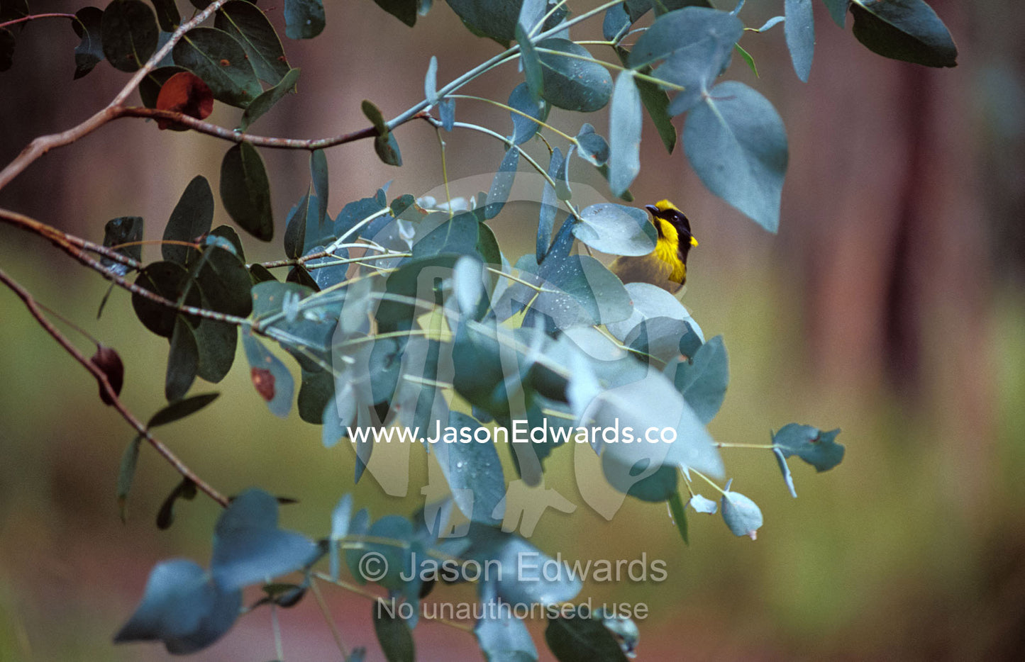 An endangered Helmeted Honeyeater feeding on Lerp, a Psyllid species. Bunyip State Park, Victoria, Australia.