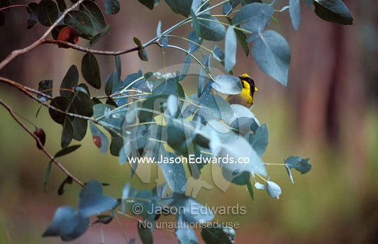 An endangered Helmeted Honeyeater feeding on Lerp, a Psyllid species. Bunyip State Park, Victoria, Australia.