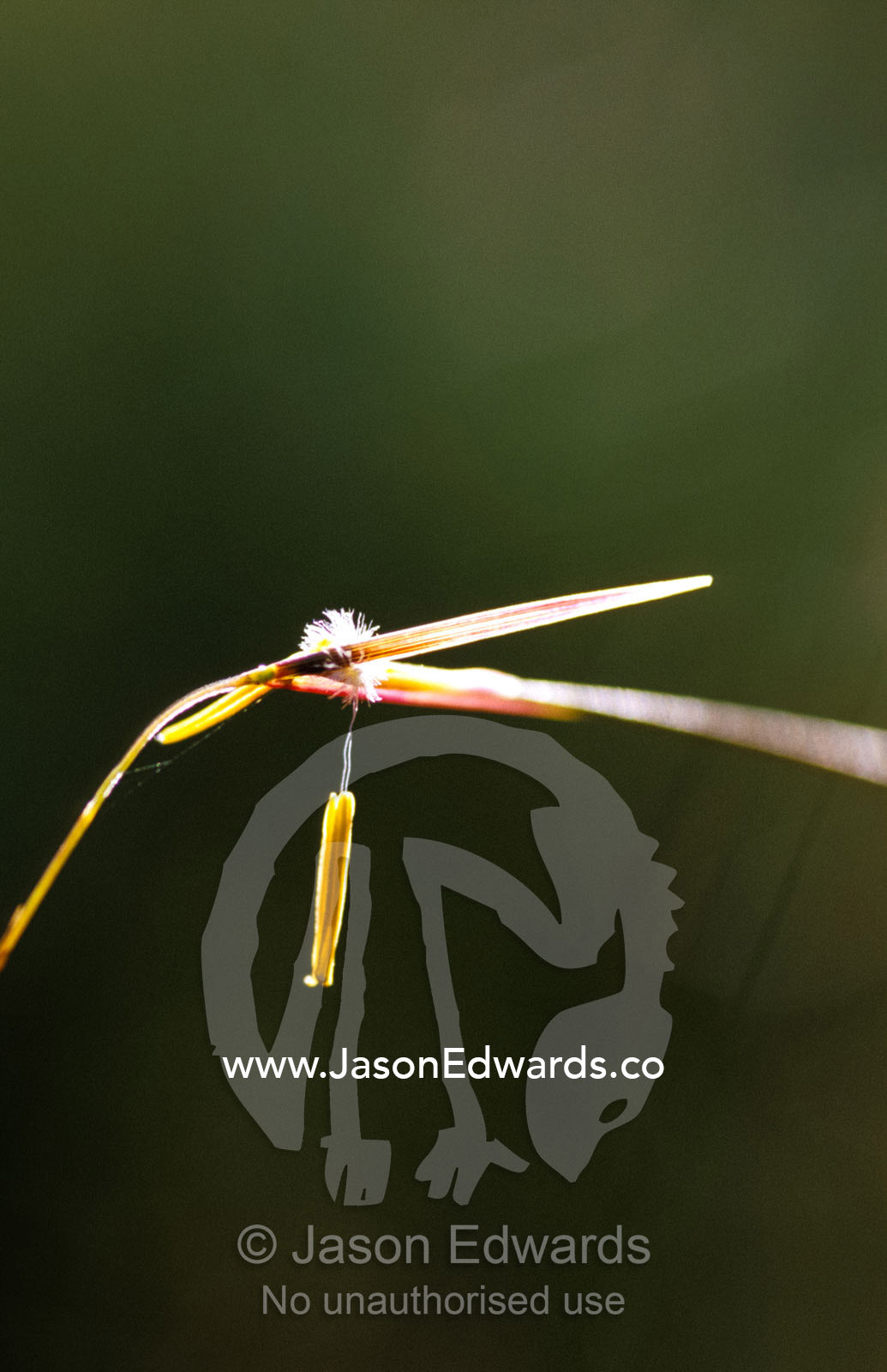A seeding stem of Spear Grass backlit by the dawn. Bunyip State Park, Victoria, Australia.
