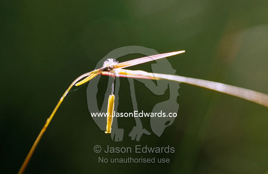 A seeding stem of Spear Grass backlit by the dawn. Bunyip State Park, Victoria, Australia.