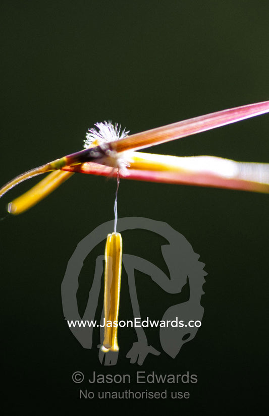 A seeding stem of Spear Grass backlit by the dawn. Bunyip State Park, Victoria, Australia.