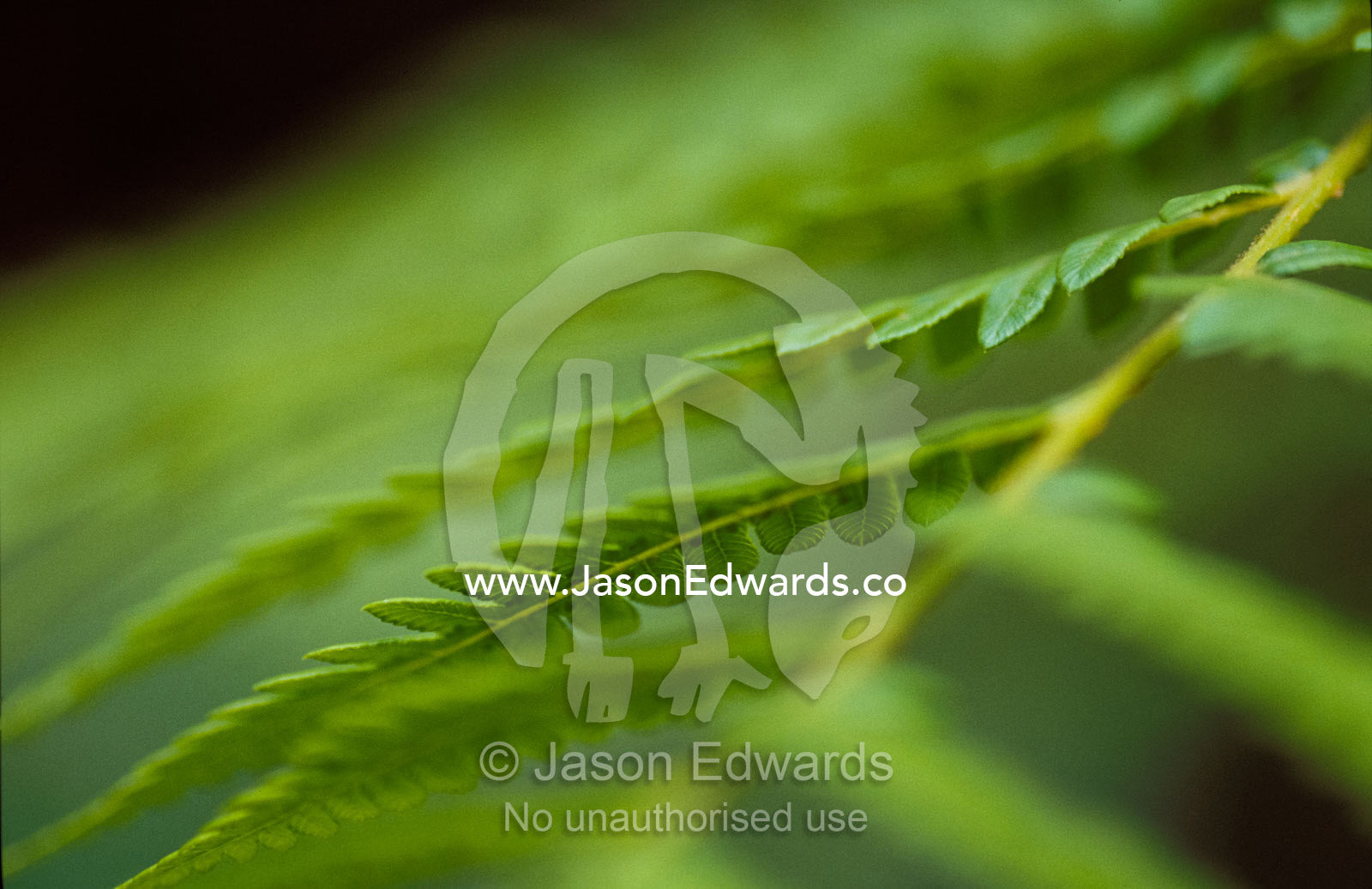 An artistic view of King Fern fronds in a forest understorey. Bunyip State Forest, Victoria, Australia.