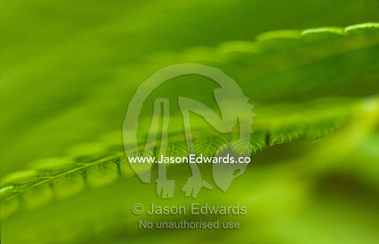 An artistic view of King Fern fronds in a forest understorey. Bunyip State Forest, Victoria, Australia.