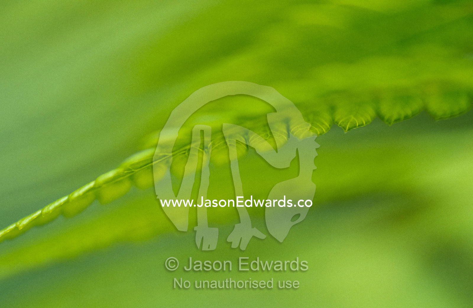 An artistic view of King Fern fronds in a forest understorey. Bunyip State Forest, Victoria, Australia.