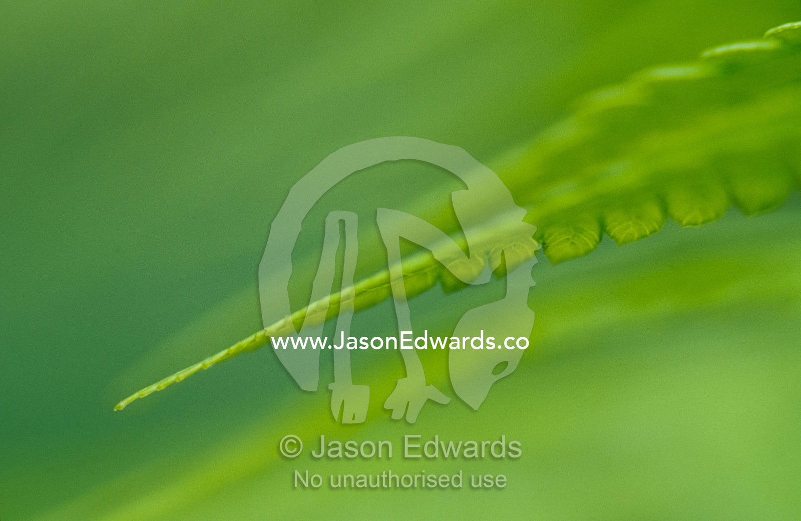 An artistic view of King Fern fronds in a forest understorey. Bunyip State Forest, Victoria, Australia.
