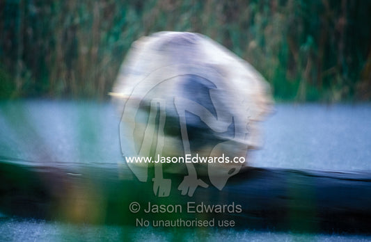 A village fisherman paddles a dugout canoe during a rain storm. Lake Mutanda, Kisoro District, South Western Uganda.