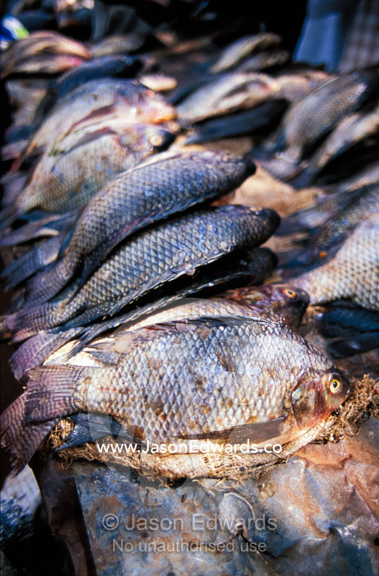 Drying Tilapia cichlid fish for sale in an open air market. Tororo District, Uganda.