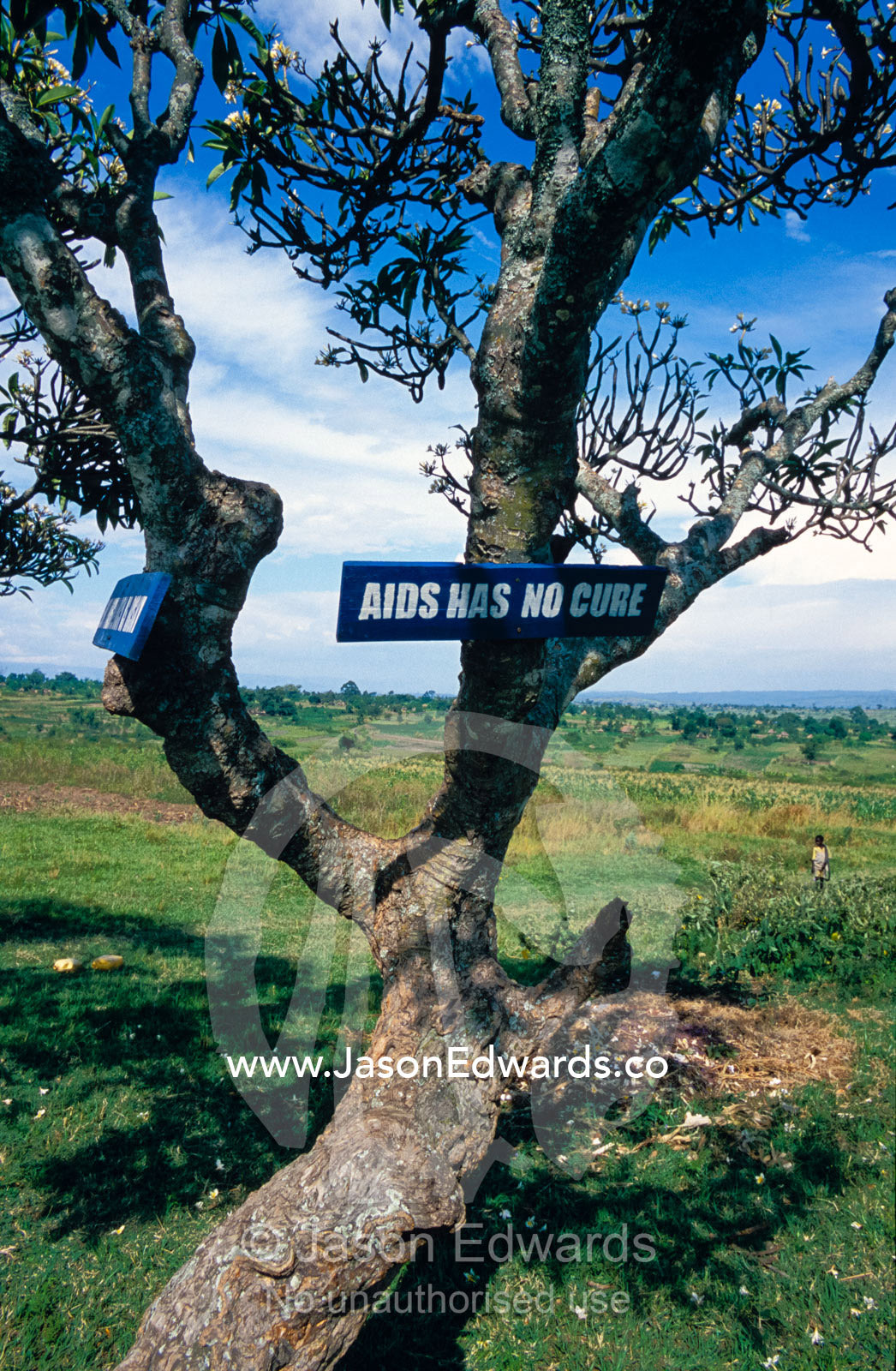 HIV AIDS warning graphics attached to trees in a school playground. Tororo Prison School, Tororo District, Uganda