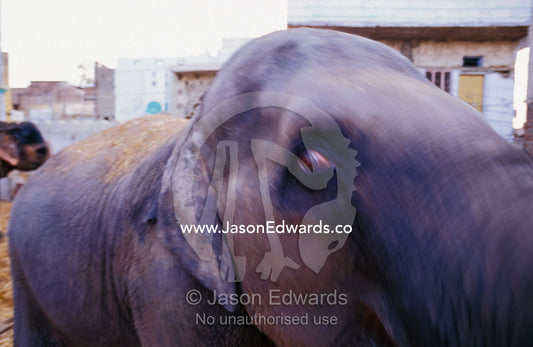 An Indian Elephant displays a wild eye whilst nodding it's head. Mahavaton Ka Mohalla, Elephant owners area, Jaipur, India.