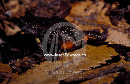 A Southern Toadlet displaying it's brightly colored hindquarters. Amphibian Research Centre, Victoria, Australia.