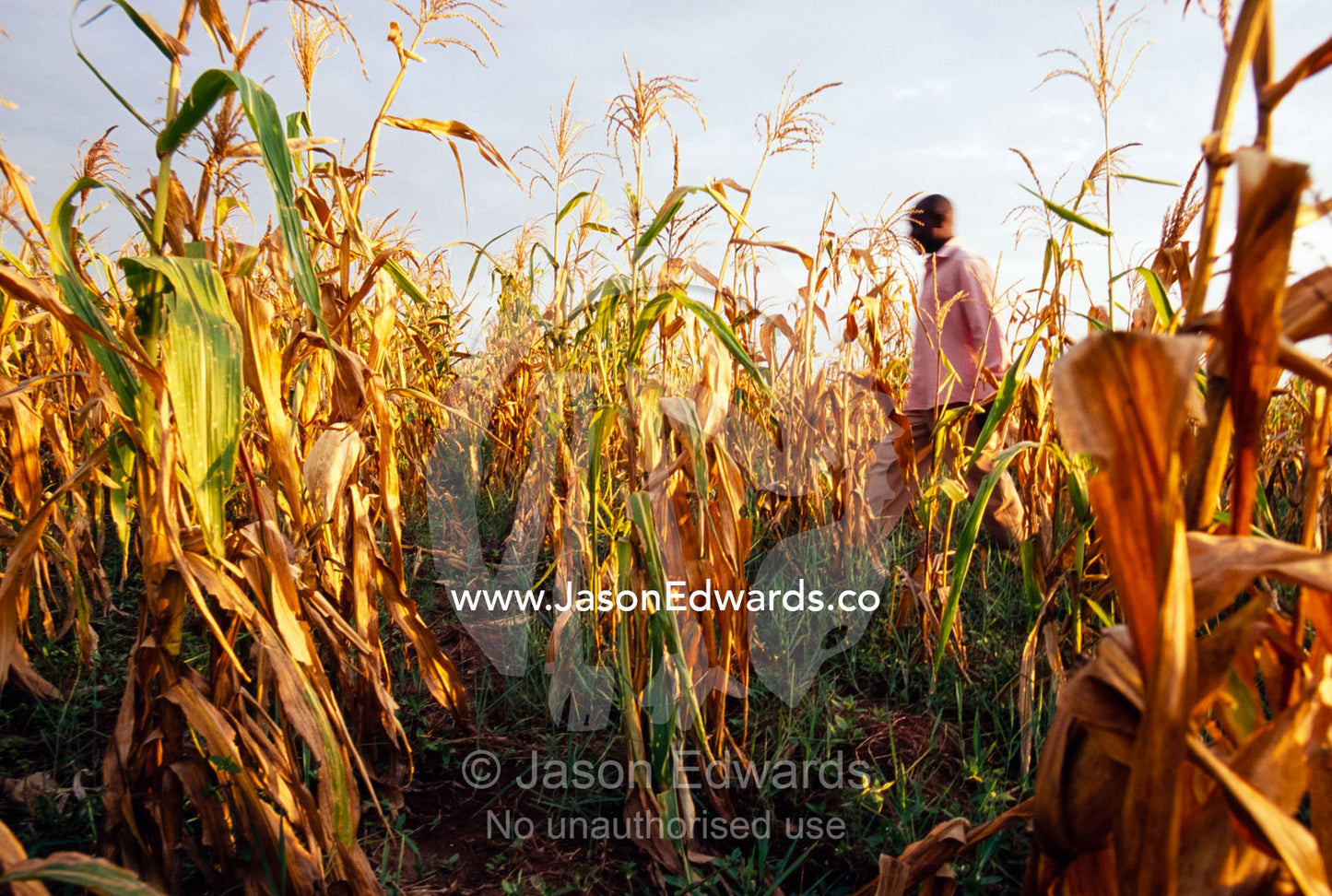 A man walking through a golden field of corn at sunset. Tororo District, Uganda.