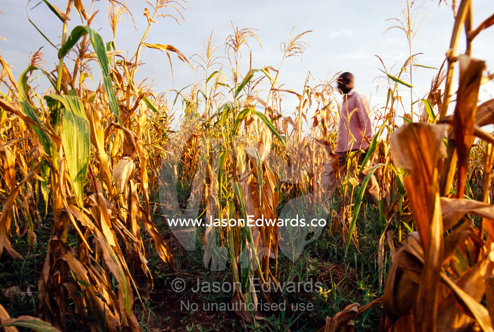 A man walking through a golden field of corn at sunset. Tororo District, Uganda.